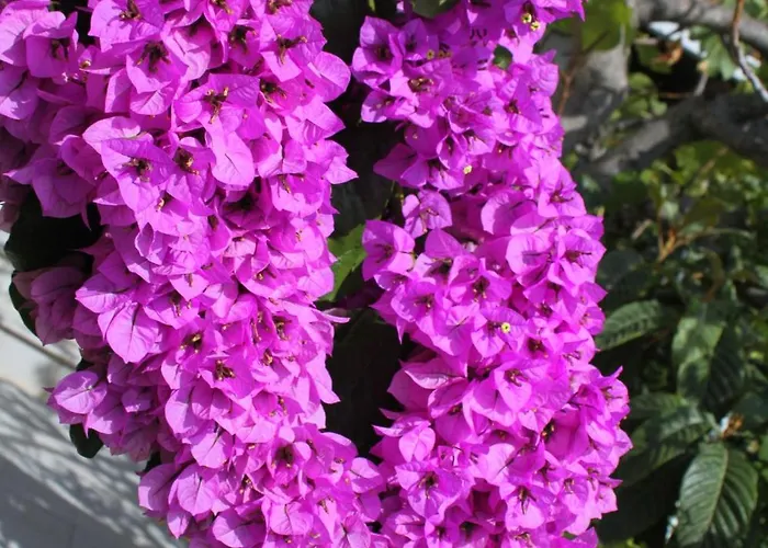 With Wifi Zavalatica, Korcula - 9145 公寓